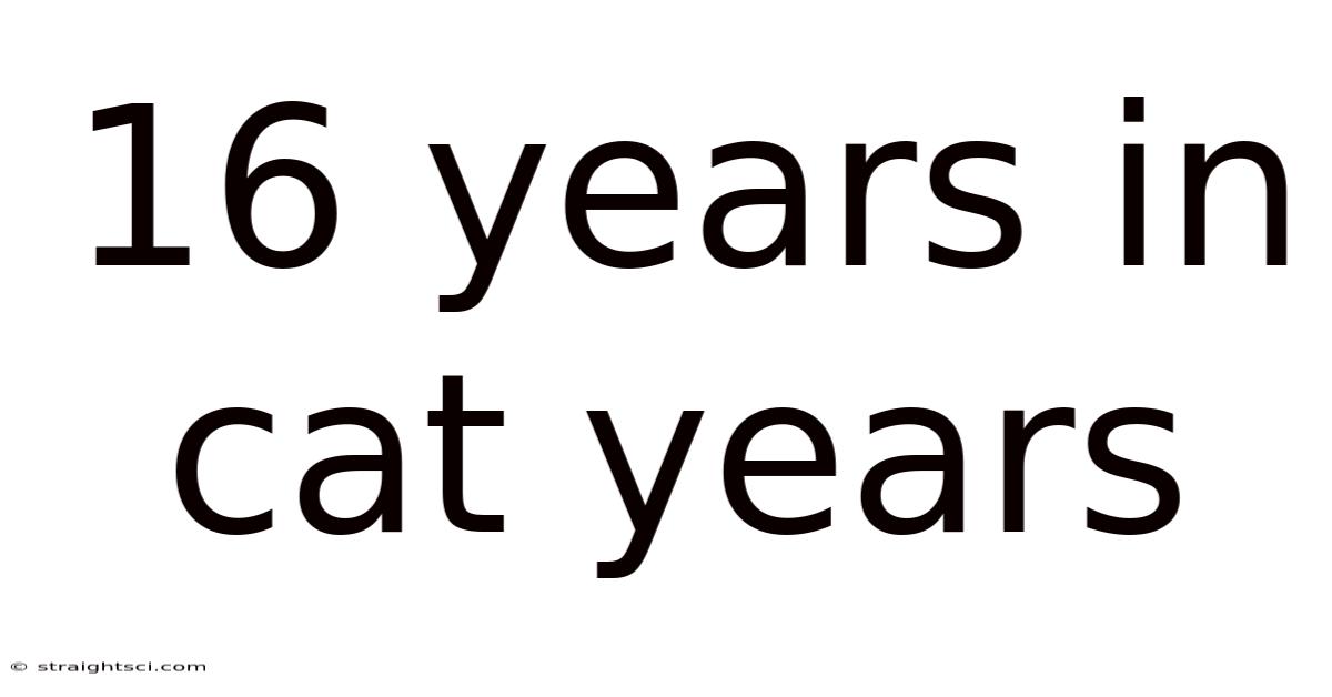 16 Years In Cat Years