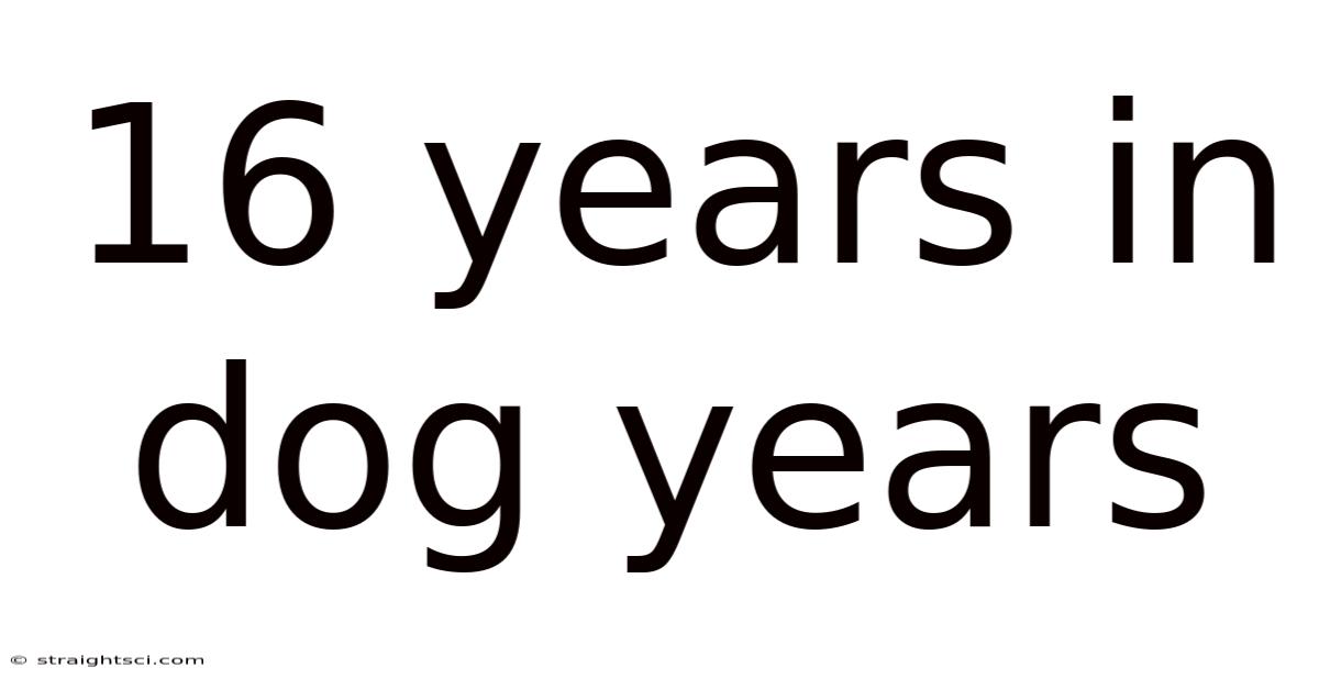 16 Years In Dog Years