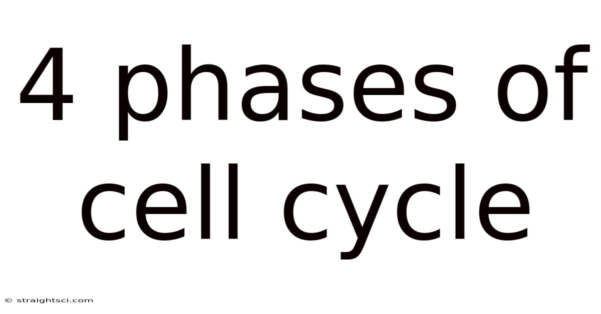 4 Phases Of Cell Cycle