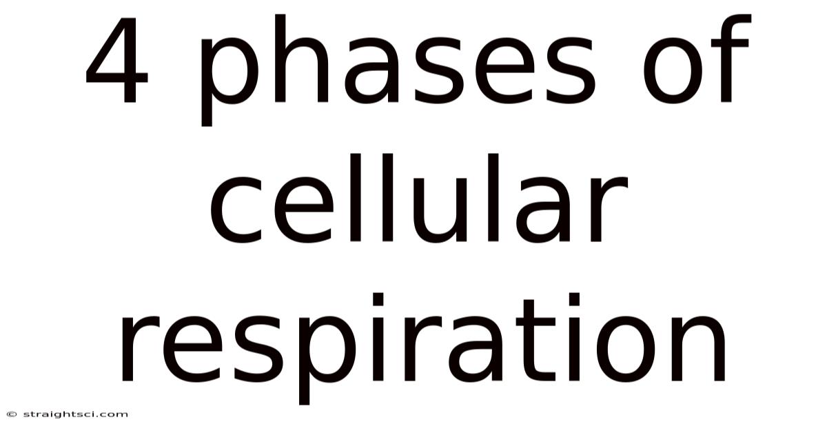 4 Phases Of Cellular Respiration