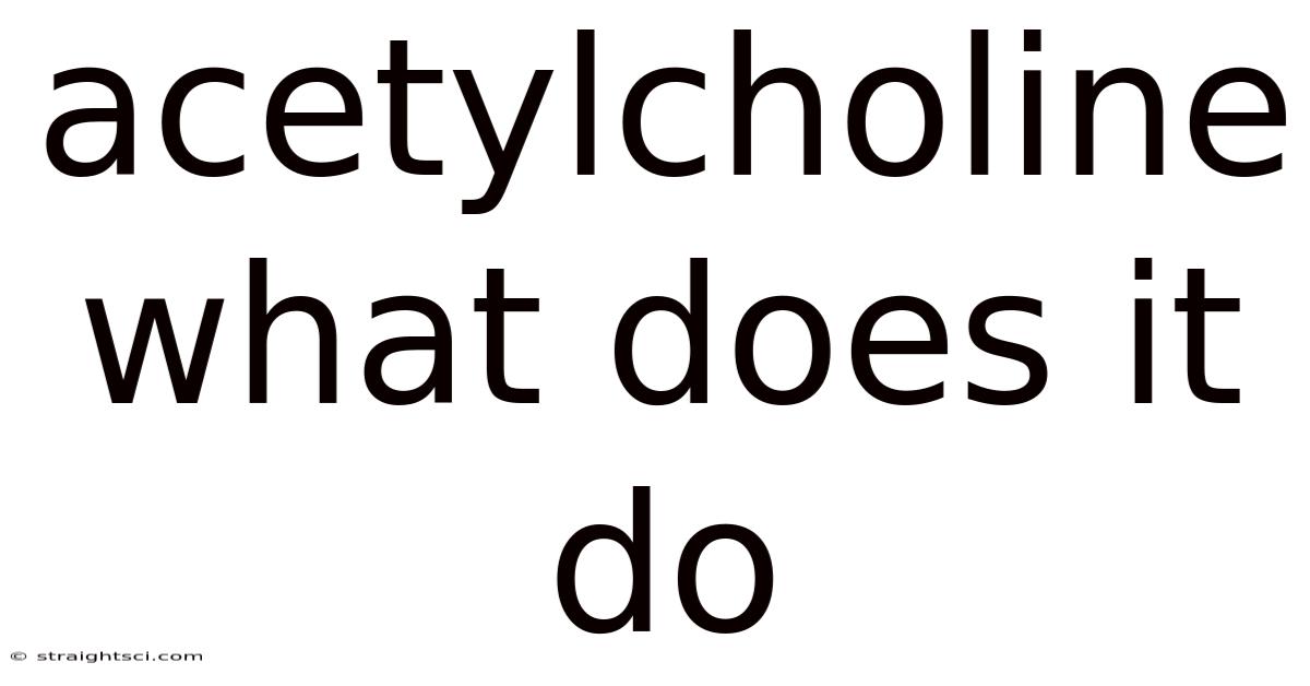 Acetylcholine What Does It Do