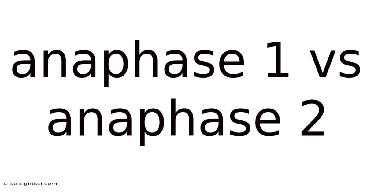 Anaphase 1 Vs Anaphase 2