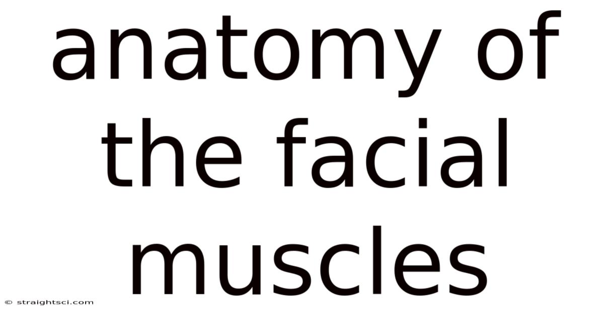 Anatomy Of The Facial Muscles
