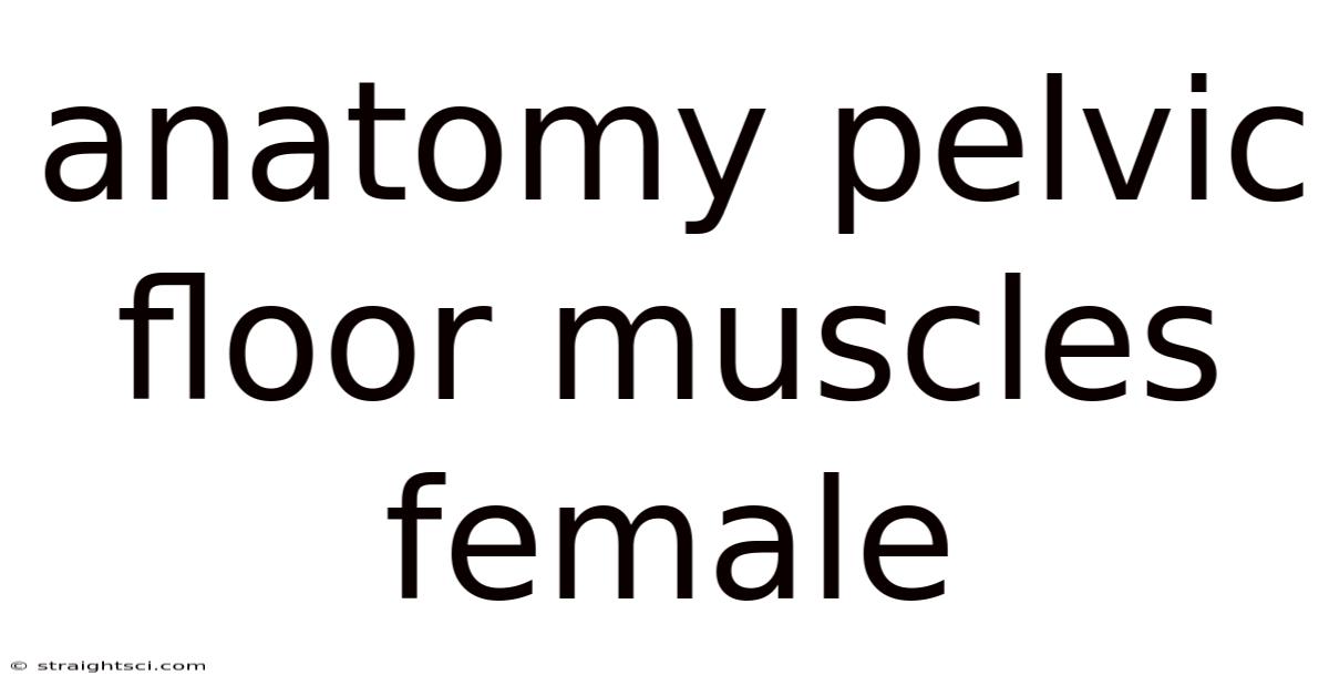 Anatomy Pelvic Floor Muscles Female