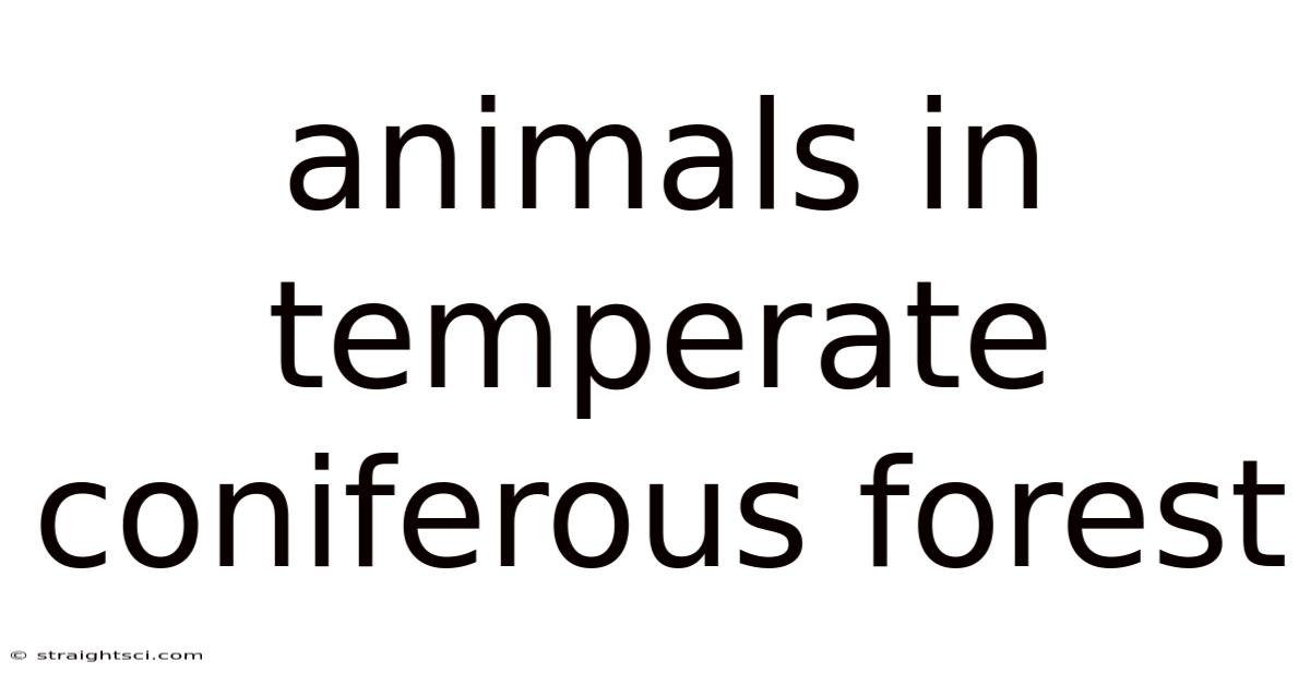 Animals In Temperate Coniferous Forest