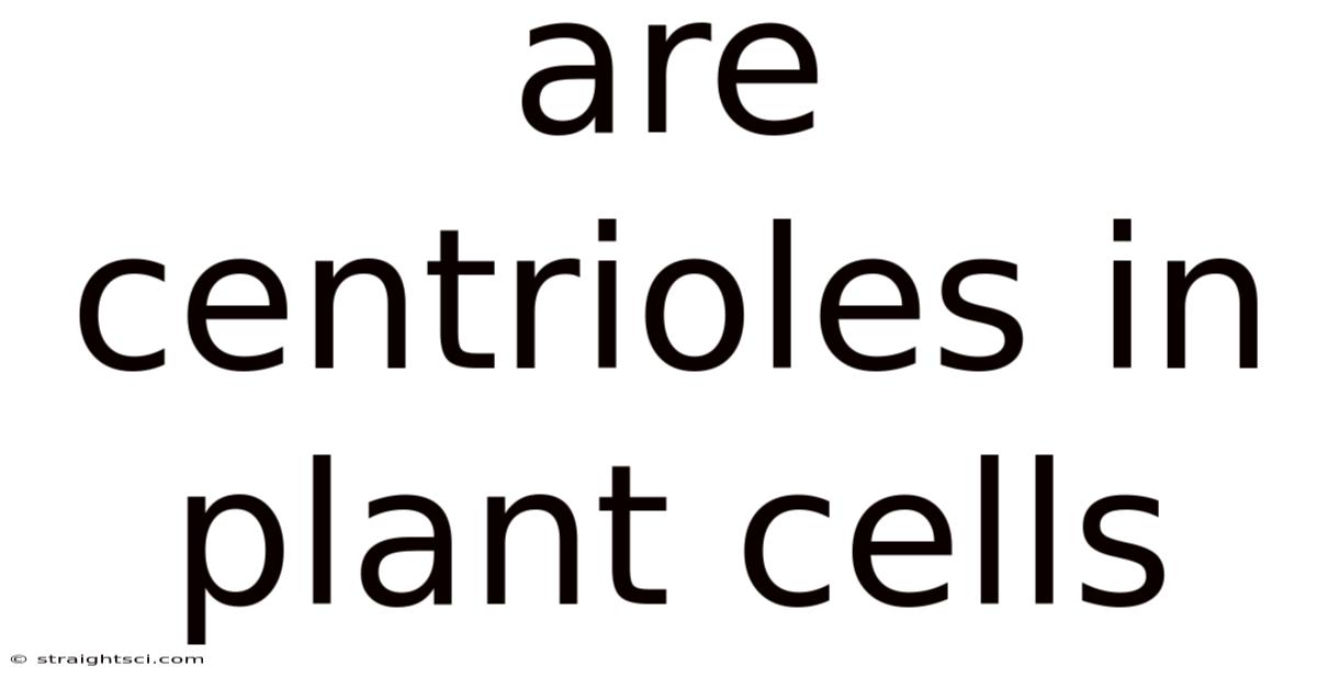 Are Centrioles In Plant Cells