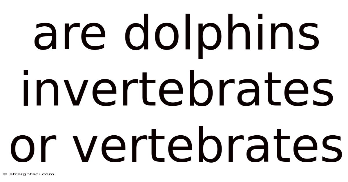 Are Dolphins Invertebrates Or Vertebrates