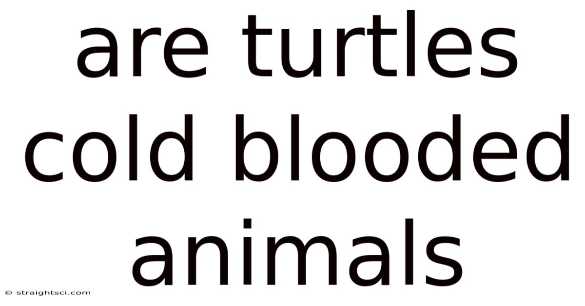 Are Turtles Cold Blooded Animals
