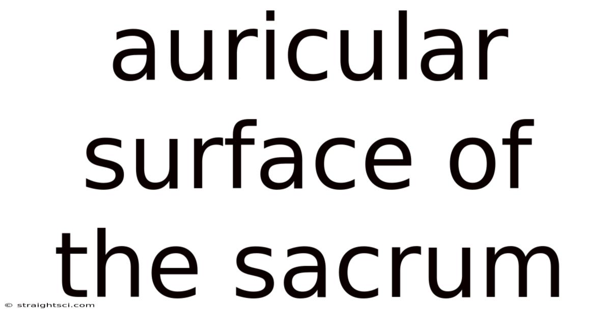 Auricular Surface Of The Sacrum