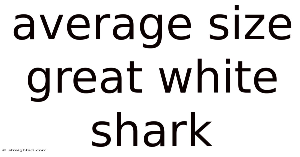 Average Size Great White Shark