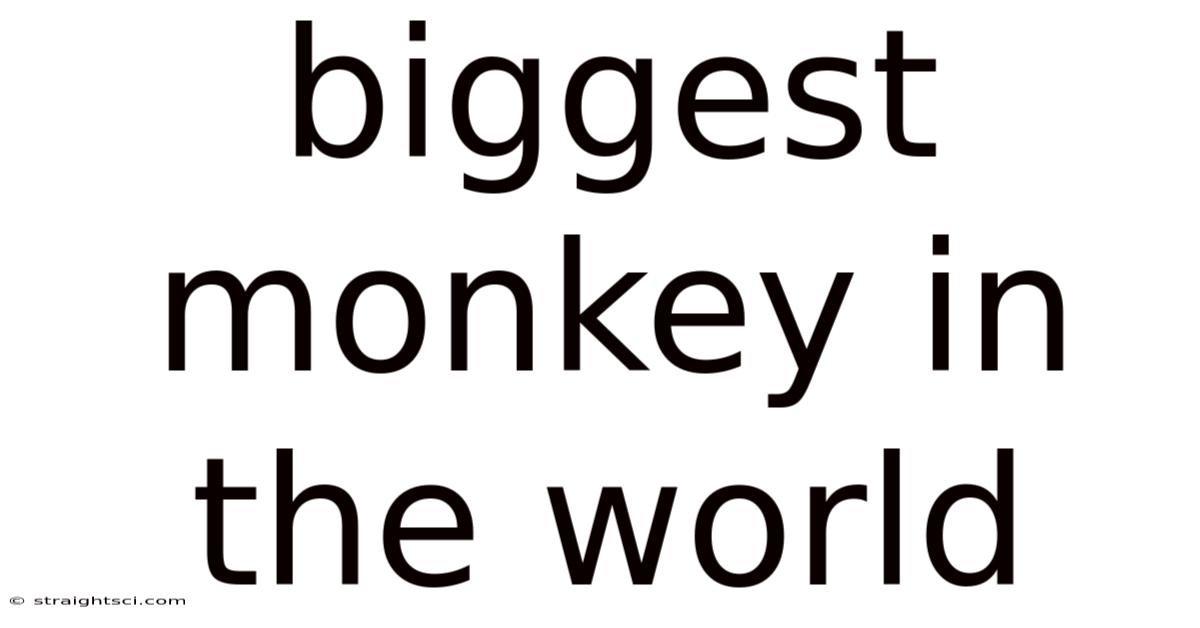 Biggest Monkey In The World
