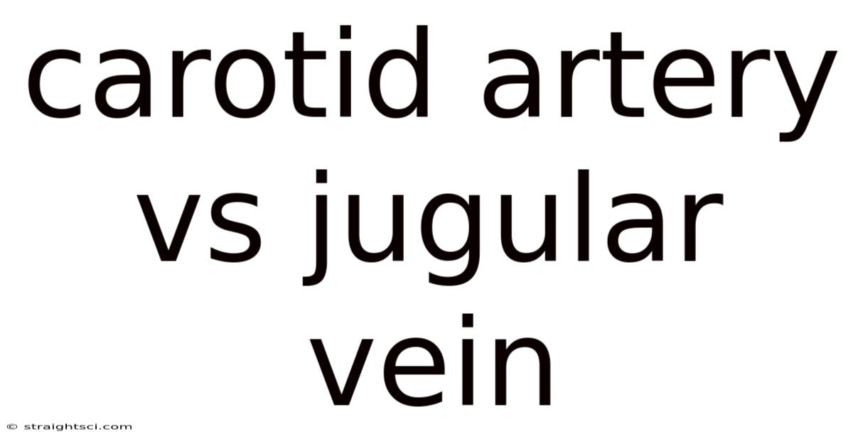 Carotid Artery Vs Jugular Vein