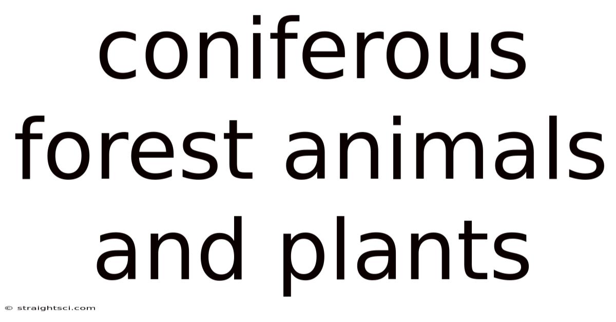 Coniferous Forest Animals And Plants