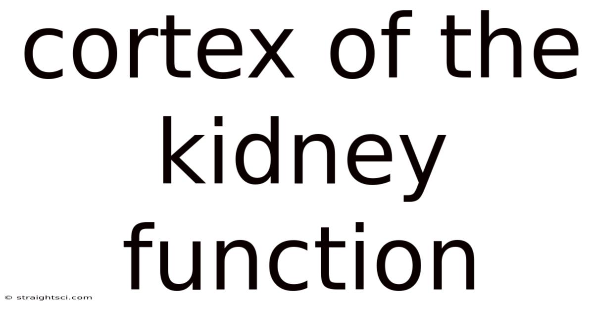 Cortex Of The Kidney Function