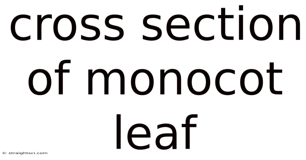 Cross Section Of Monocot Leaf