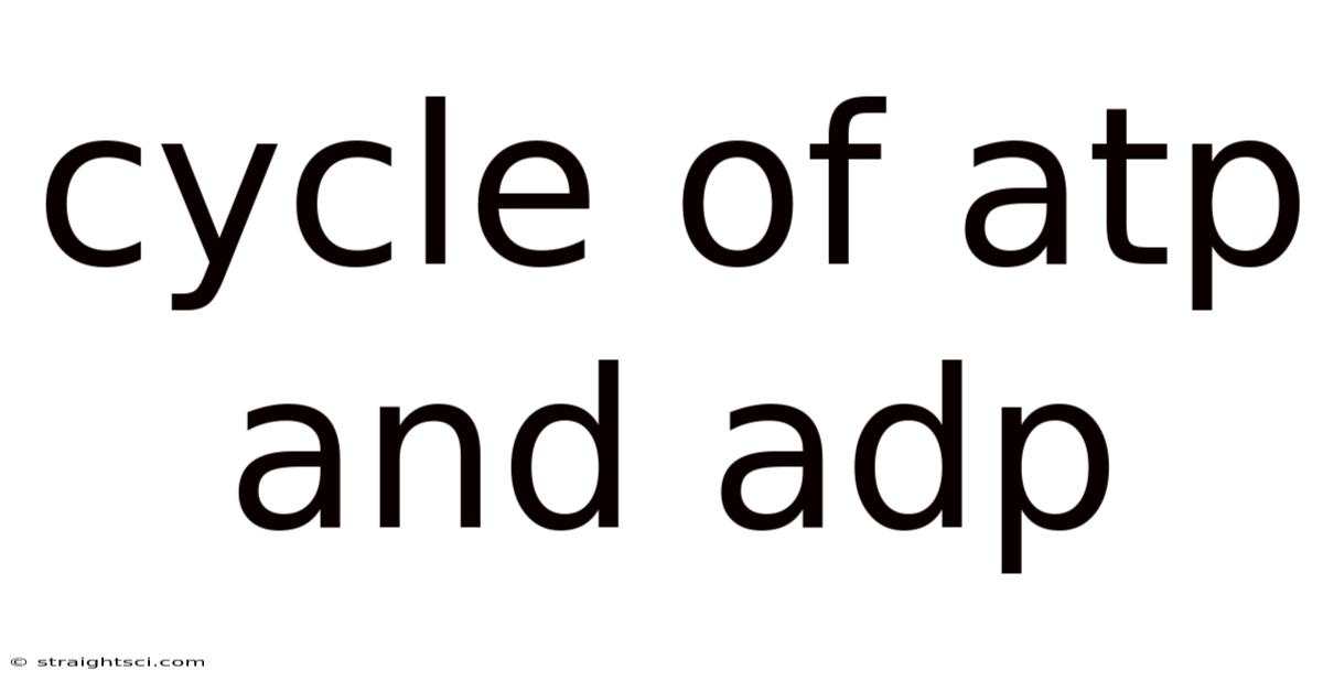 Cycle Of Atp And Adp