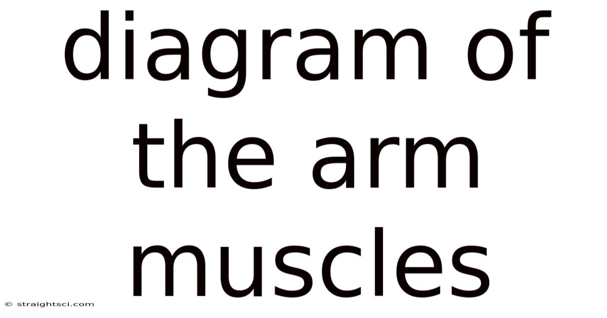 Diagram Of The Arm Muscles