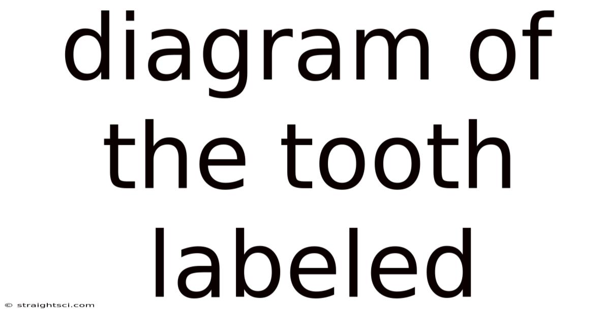 Diagram Of The Tooth Labeled