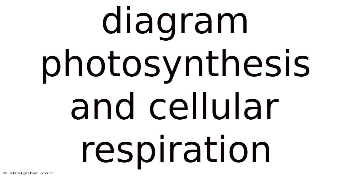 Diagram Photosynthesis And Cellular Respiration
