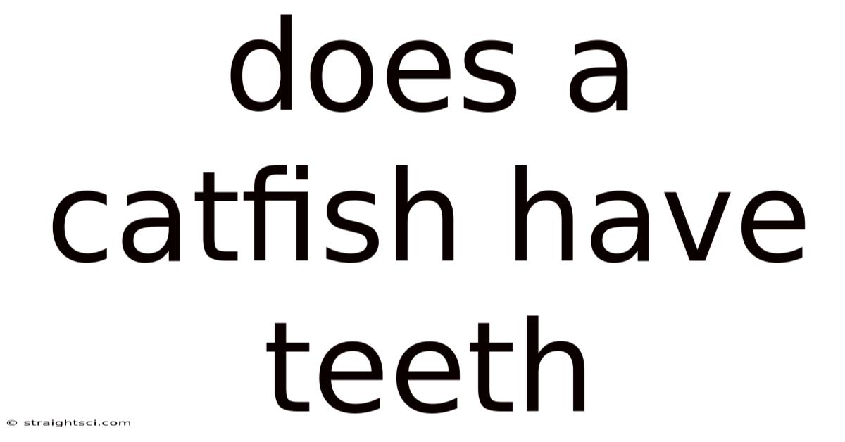 Does A Catfish Have Teeth