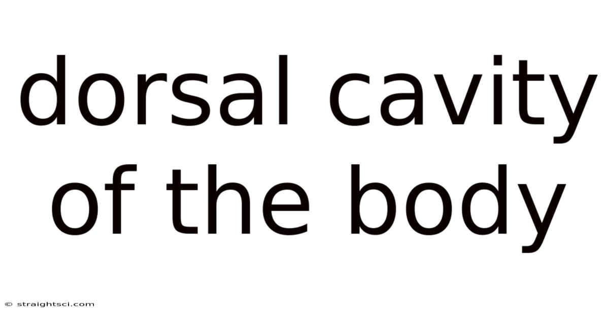 Dorsal Cavity Of The Body