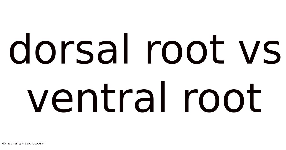Dorsal Root Vs Ventral Root