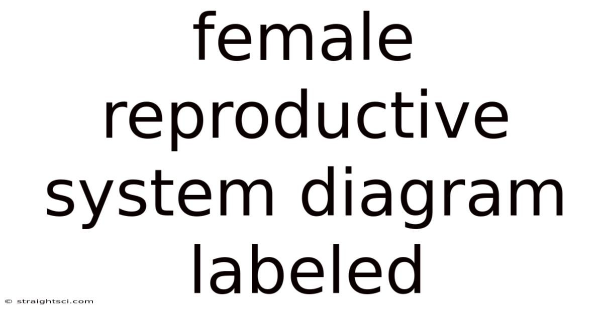 Female Reproductive System Diagram Labeled