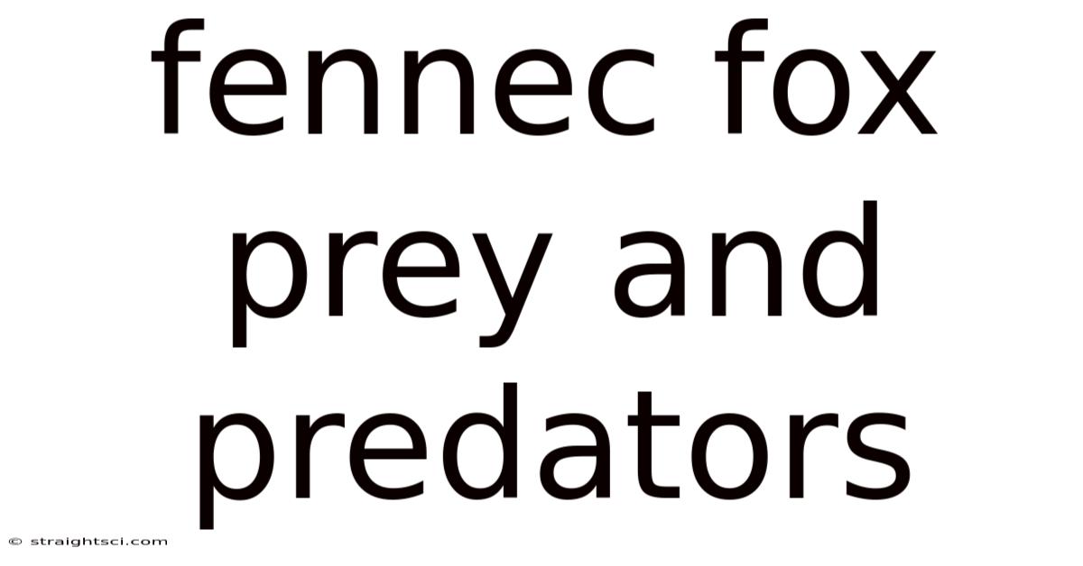 Fennec Fox Prey And Predators