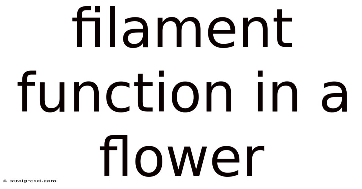 Filament Function In A Flower