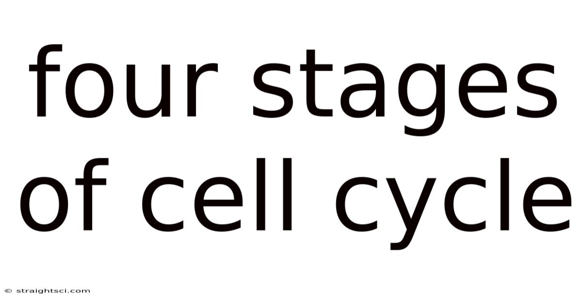 Four Stages Of Cell Cycle