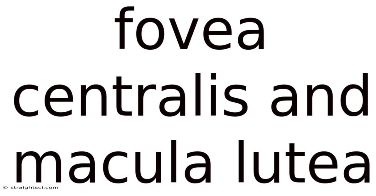 Fovea Centralis And Macula Lutea