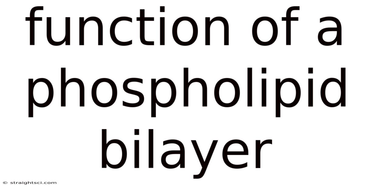 Function Of A Phospholipid Bilayer