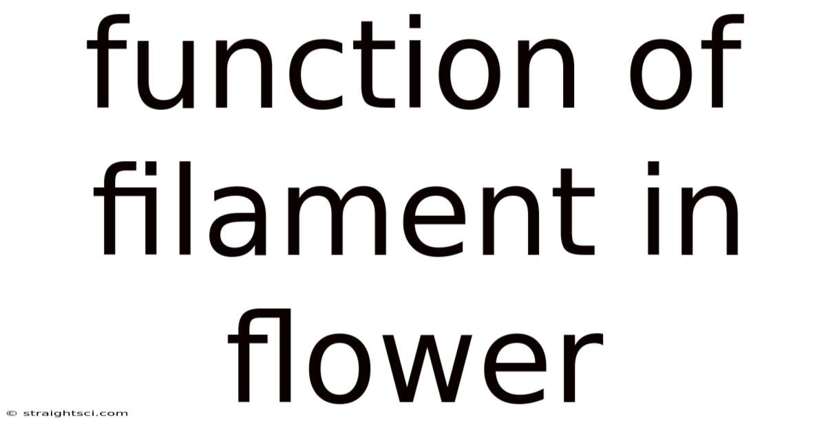Function Of Filament In Flower
