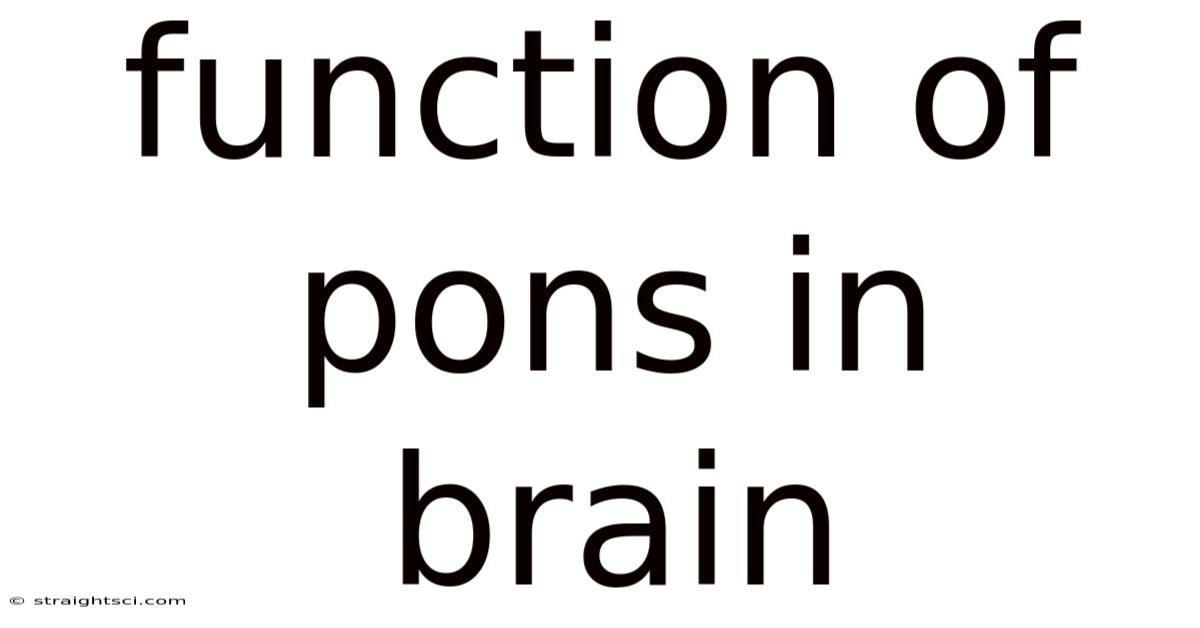 Function Of Pons In Brain