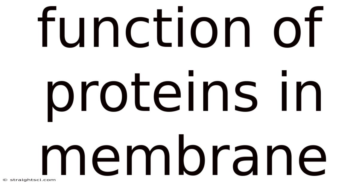 Function Of Proteins In Membrane