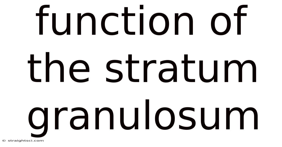Function Of The Stratum Granulosum