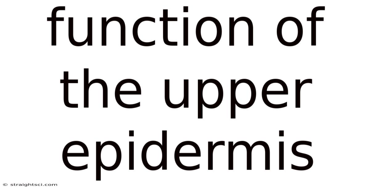 Function Of The Upper Epidermis