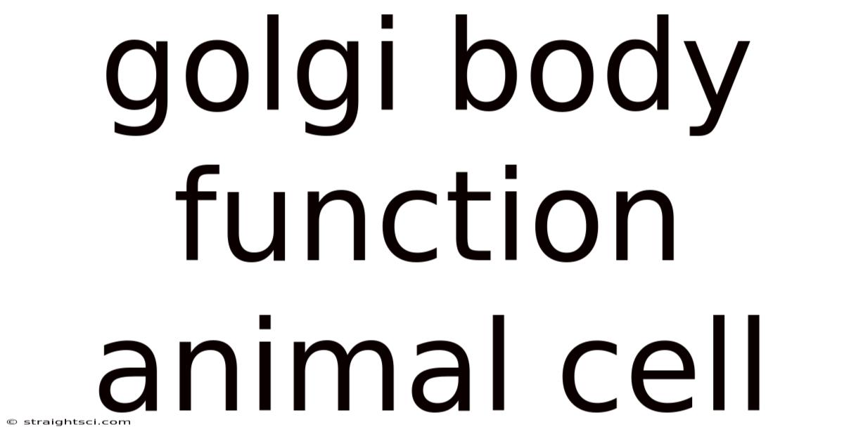 Golgi Body Function Animal Cell