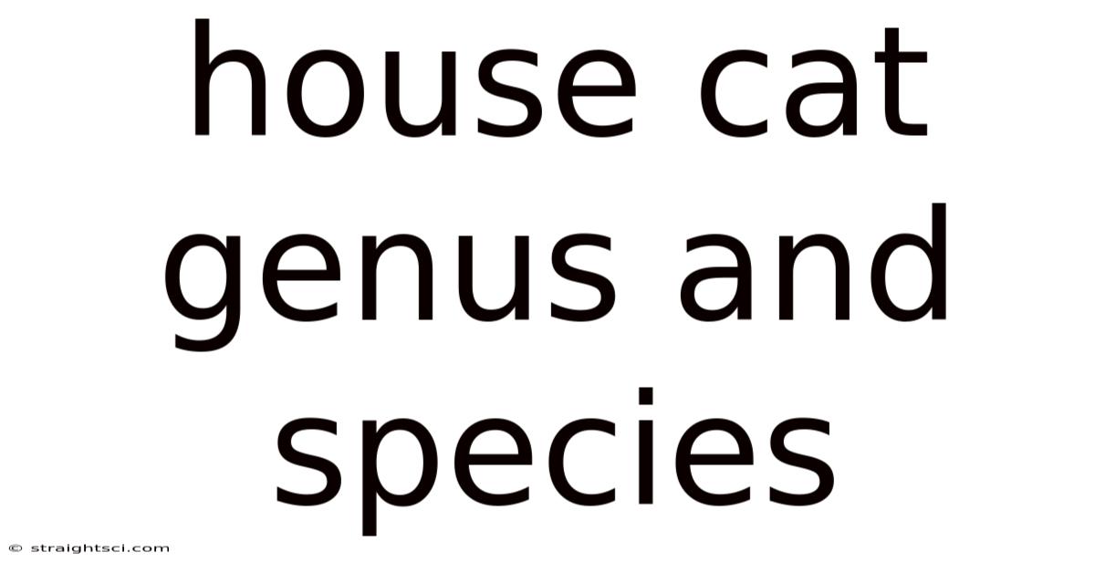 House Cat Genus And Species