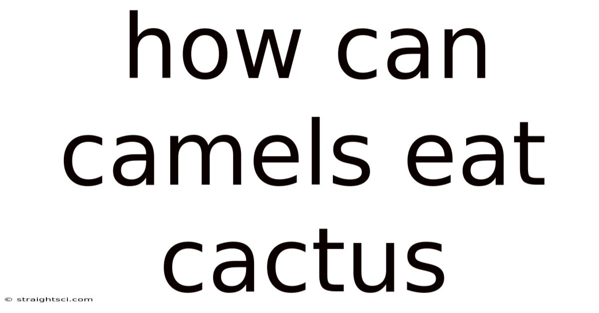 How Can Camels Eat Cactus