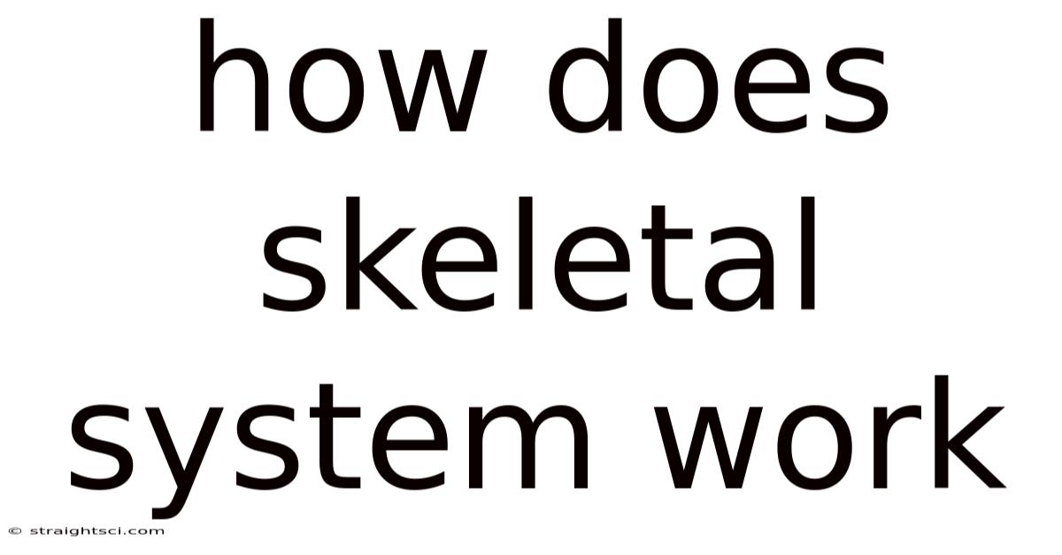 How Does Skeletal System Work