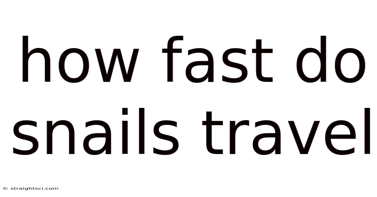 How Fast Do Snails Travel