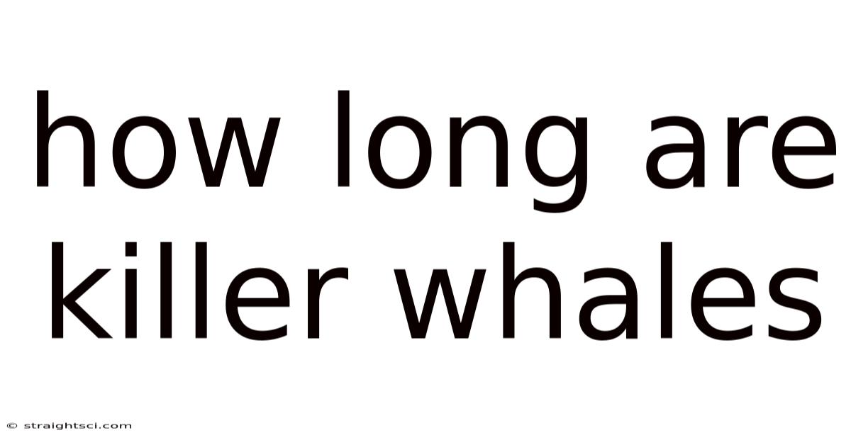 How Long Are Killer Whales