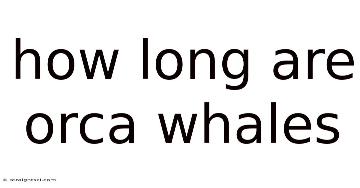 How Long Are Orca Whales