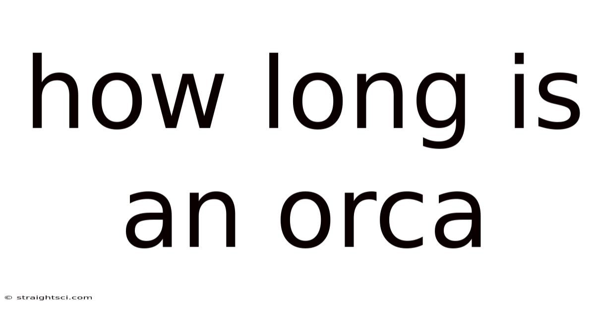 How Long Is An Orca
