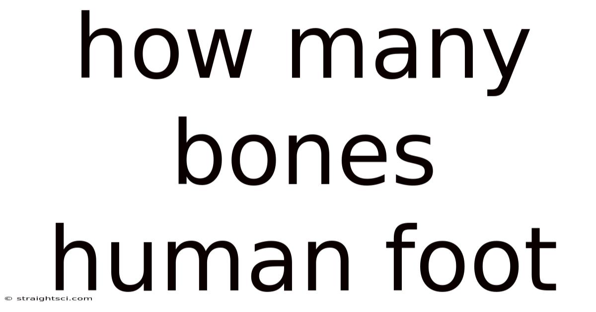 How Many Bones Human Foot