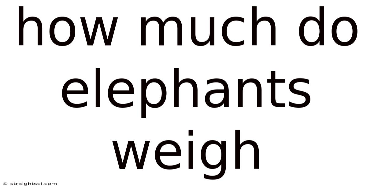 How Much Do Elephants Weigh