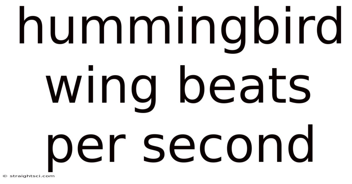 Hummingbird Wing Beats Per Second