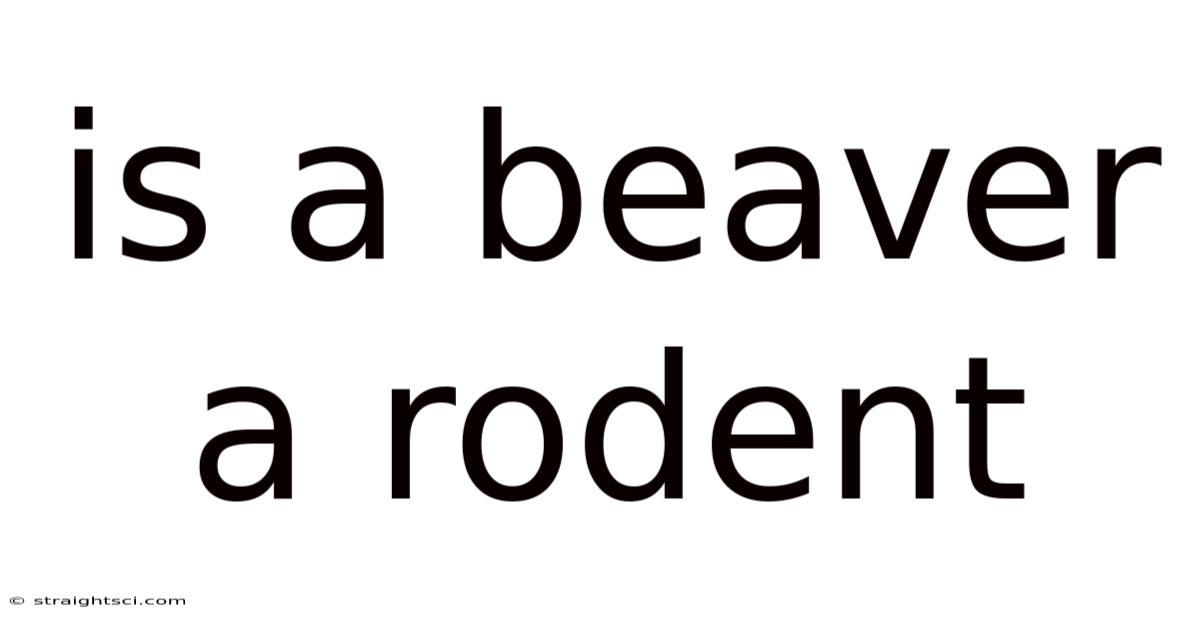 Is A Beaver A Rodent