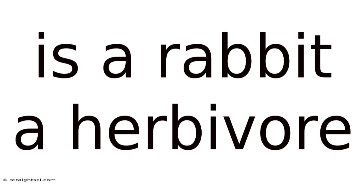 Is A Rabbit A Herbivore